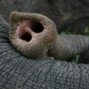 Ole elephant trunk