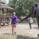 walking with elephants
