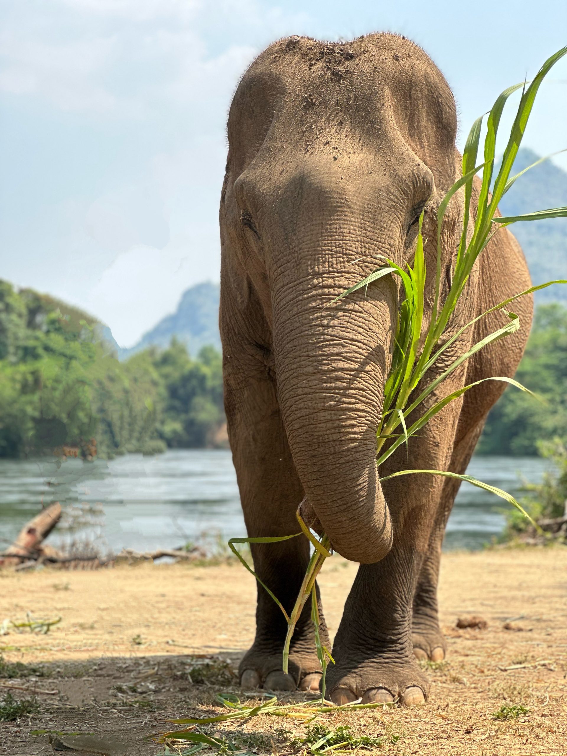 Day Program • ElephantsWorld