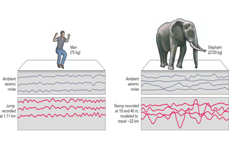 Elephants communicate also through the ground ! • ElephantsWorld