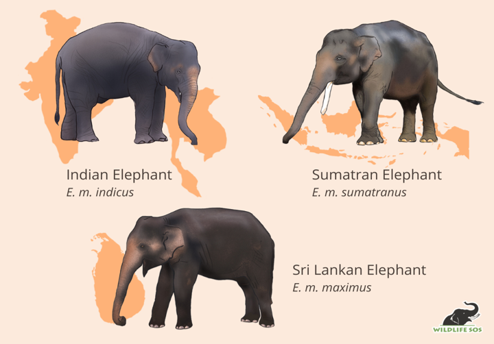 The 3 Elephant Species ElephantsWorld The 3 Elephant Species ElephantsWorld