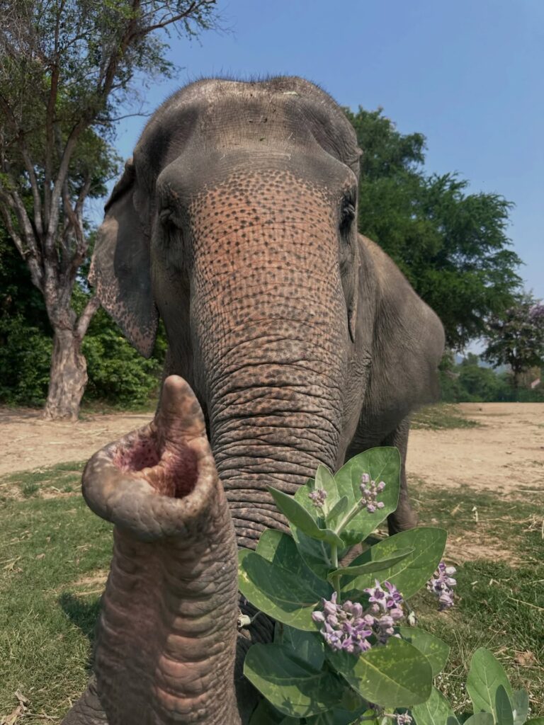 Instagram post from elephantsworld_official. This post is in position 1.